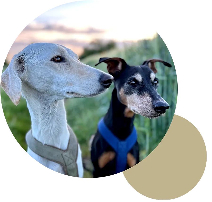 Emma und Klara – die beiden Hunde hinter Tante Emma und ein liebevoller Teil der Geschichte.